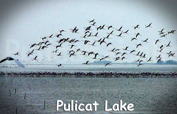 Pulicat-Lake