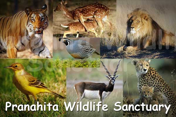 pranahita-wildlife-sanctuary