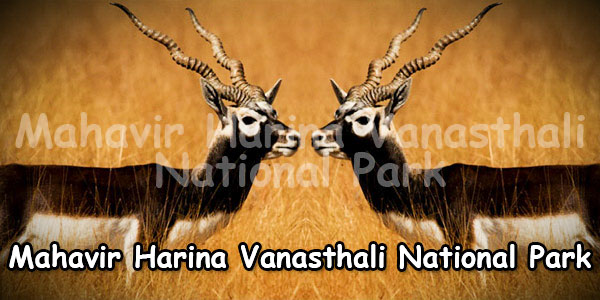 Krishna Jinka Mahavir Harina Vanasthali National Park