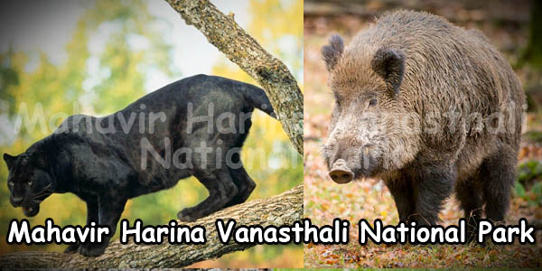 Mahavir Harina Vanasthali National Park Telangana