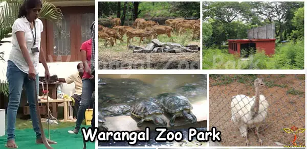 warangal-zoo-park