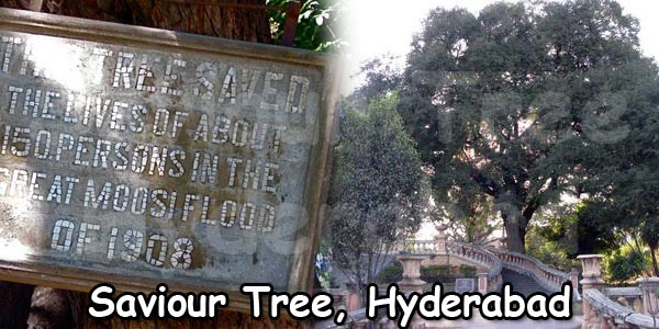 hyderabad-saviour-tree