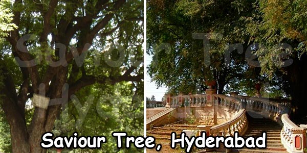saviour-tree-hyderabad