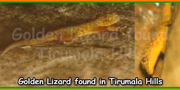 Golden Lizard found in Tirumala Hills