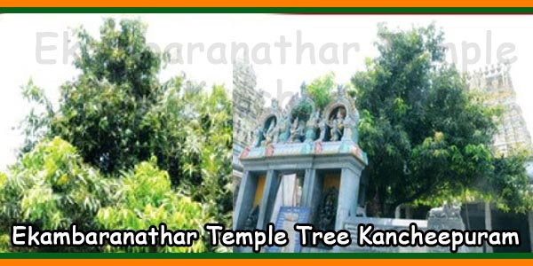 Ekambaranathar Temple Tree Kancheepuram