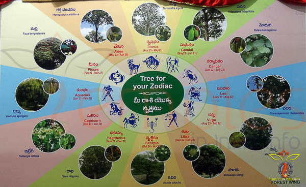 tree for your zodiac