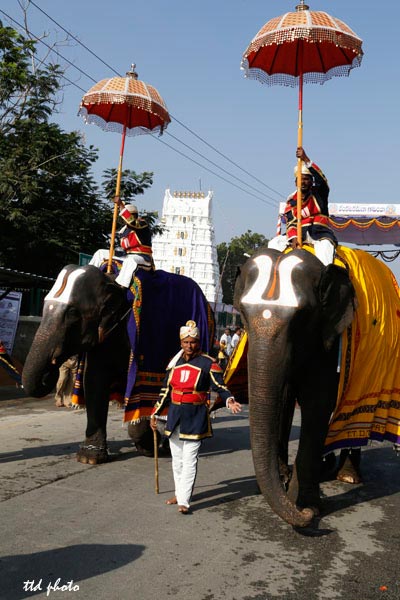 elephants-before-kalpavruksha-vahanam