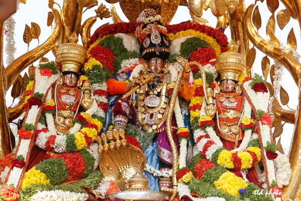 srinivasa-mangapuram-kalpavruksha-vahanam