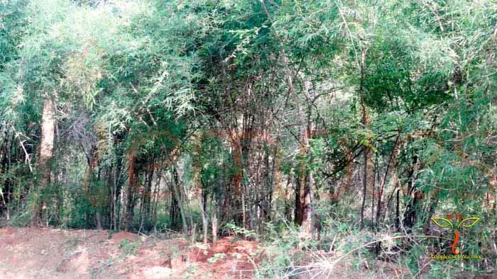 Talakona Jungle