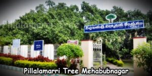 Pillalamarri Tree Mehabubnagar