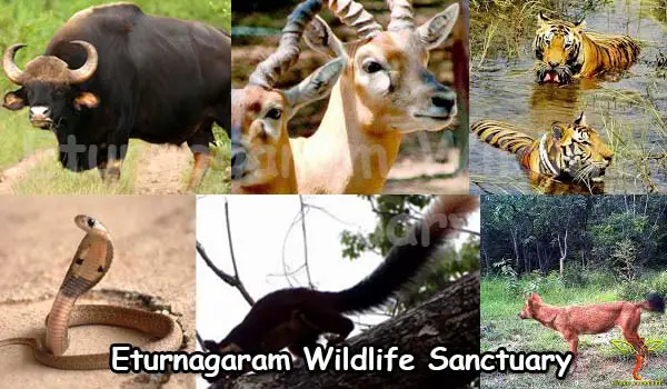 Eturnagaram Wildlife Sanctuary Warangal Telangana, Timings, Address