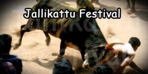 Jallikattu Festival