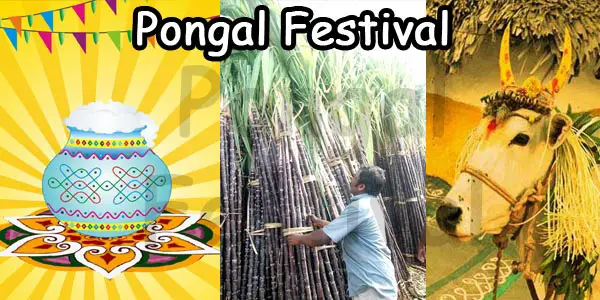 Pongal-Festival