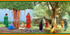 Sacred Plants