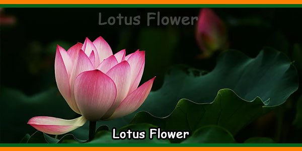 Why do we Consider the Lotus Special?