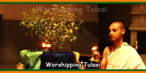 Worshipping Tulasi