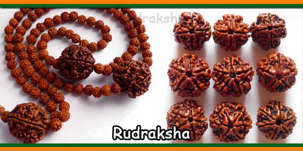 Rudraksha