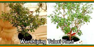 Worshiping Tulasi Plant